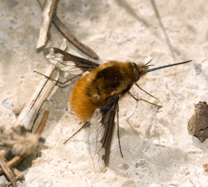 Above view of Bombylius Major