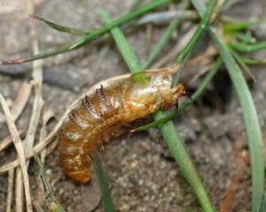 Larva of Bombylius Major