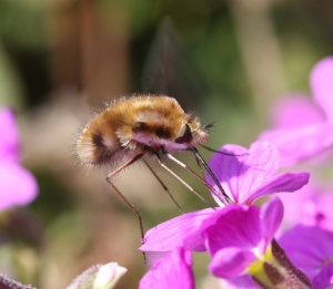 Bombylius Major Feeding on Nectar